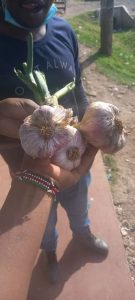 Rwanda Garlic variety