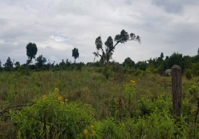 Land,For Sale,1009